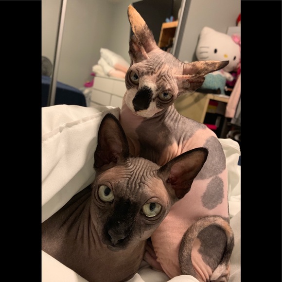 Meet your Posher, Elizabeth - Picture 2 of 3